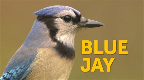 blue jay youtube